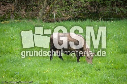 Hausrind (82 von 174).jpg